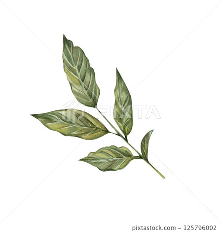 Green succulent leaves of a coffee bush. Hand drawn watercolor botanical illustration isolated on white background. For printing, menu design, recipes, kitchen, wedding invitations, greeting cards. Green succulent leaves of a coffee bush. Hand drawn watercolor botanical illustration isolated on white background. For printing, menu design, recipes, kitchen, wedding invitations, greeting cards. 125796002