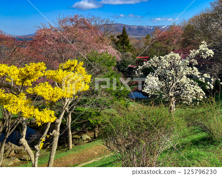 小樽手宮公園的春天風景 125796230