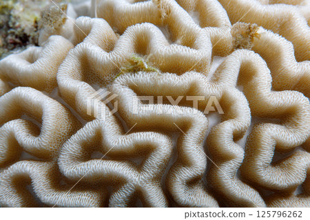 Close up of intricate brain coral texture showcasing its natural patterns and beige hues, highlighting beauty of marine life. detailed surface reveals coral unique structure Close up of intricate brain coral texture showcasing its natural patterns and beige hues, highlighting beauty of marine life. detailed surface reveals coral unique structure 125796262