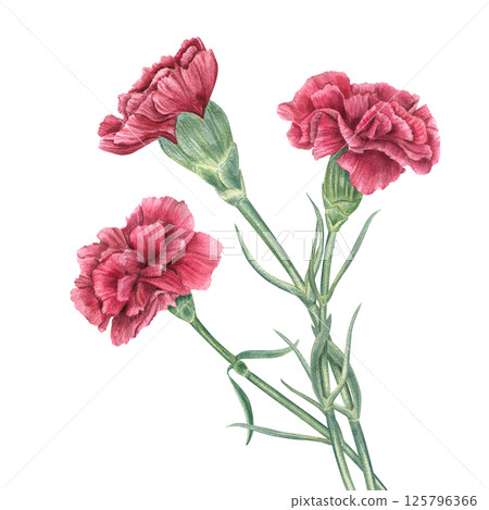 Watercolor red carnations bouquet isolated background. Symbol of the Carnation Revolution, Veterans Day or wedding illustration. For holiday invitations, floral branding, greeting cards, book covers 125796366