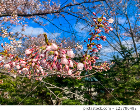 春天的小樽手宮公園 125796492