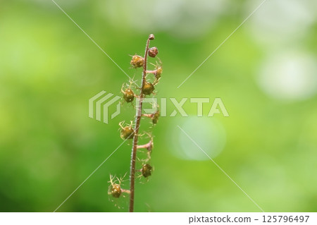 Charmaelessou（日本綠毛茛） 125796497