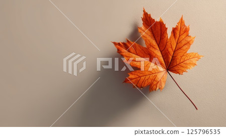 Autumn Maple Leaf Displayed On Neutral Background 125796535