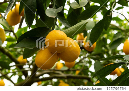 Fresh Yellow Lemons Ripening on Meyer Lemon Tree 125796764