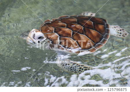 THAILAND CHONBURI SATTAHIP TURTLE PARK THAILAND CHONBURI SATTAHIP TURTLE PARK 125796875
