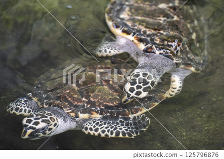 THAILAND CHONBURI SATTAHIP TURTLE PARK 125796876