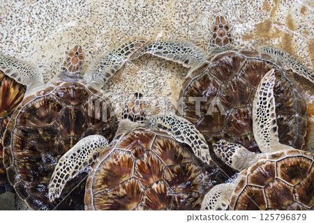 THAILAND CHONBURI SATTAHIP TURTLE PARK 125796879