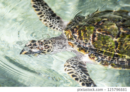 THAILAND CHONBURI SATTAHIP TURTLE PARK 125796881