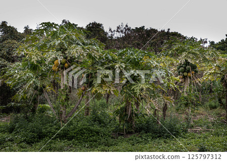 Big papaya tree 125797312