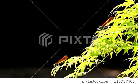 A Japanese river dragonfly resting on a freshly green maple tree A Japanese river dragonfly resting on a freshly green maple tree 125797403