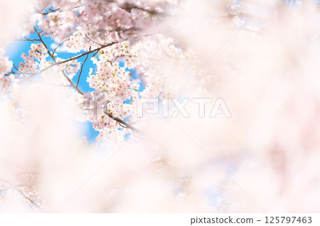 Cherry blossoms in full bloom 125797463