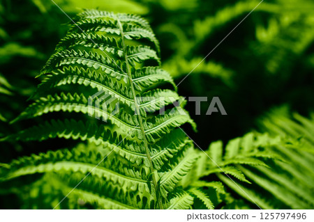green fern frond with intricate natural patterns 125797496