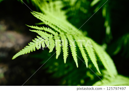 green fern frond with intricate natural patterns green fern frond with intricate natural patterns 125797497