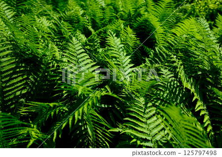 green fern frond with intricate natural patterns green fern frond with intricate natural patterns 125797498