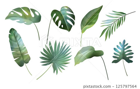 Tropic leaf. Watercolor flower plant, green banana palm and monstera in jungle or floral summer nature greenery. Hawaii branch. botanical rainforest objects for design. Vector isolated set 125797564
