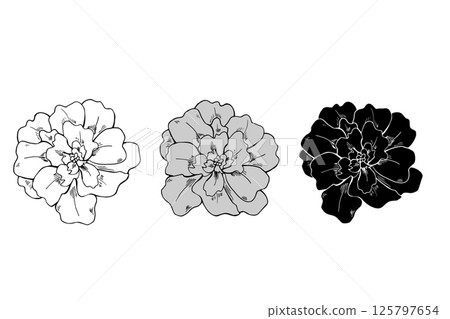 Hand drawn line art autumn marigold flower heads in three colors set. October Birth month flowers ink illustration. Floral blooming element etching drawing for Day of the Dead, Diwali cards. Hand drawn line art autumn marigold flower heads in three colors set. October Birth month flowers ink illustration. Floral blooming element etching drawing for Day of the Dead, Diwali cards. 125797654
