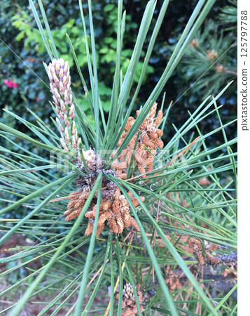 Pine flowers after the rain 125797788