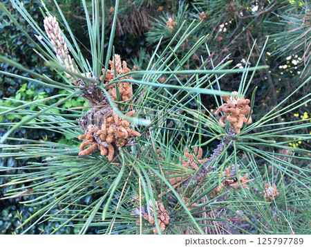 Pine flowers after the rain 125797789