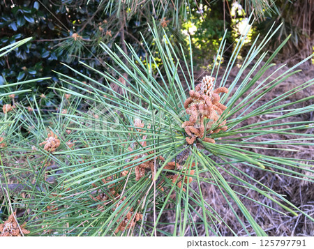 Pine flowers after the rain 125797791