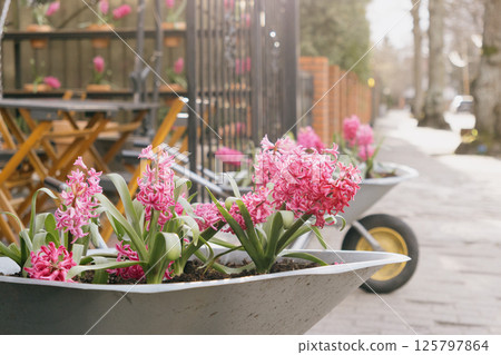 blooming hyacinths at gate of the house. wheelbarrow with a pink floral arrangement inside.  125797864