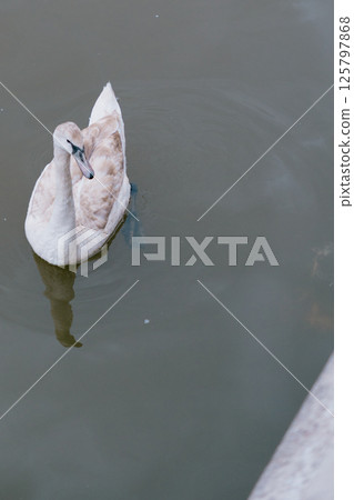 young swan swims in a pond. The swan is white, with a black beak. young swan swims in a pond. The swan is white, with a black beak. 125797868
