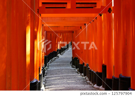 The Thousand Torii Gates of Fushimi Inari Taisha Shrine Scenery of Fushimi Inari Taisha Shrine Kyoto Tourist Spots The Thousand Torii Gates of Fushimi Inari Taisha Shrine Scenery of Fushimi Inari Taisha Shrine Kyoto Tourist Spots 125797904