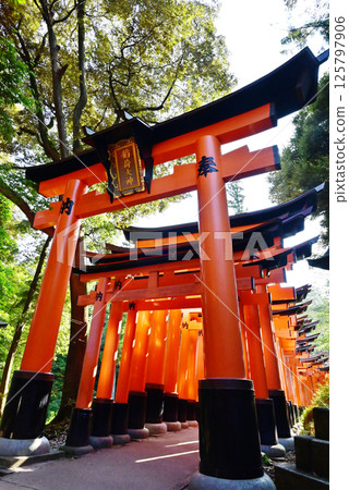伏見稻荷大社千鳥居 - 新綠與鳥居的風景 - 京都的旅遊景點 伏見稻荷大社千鳥居 - 新綠與鳥居的風景 - 京都的旅遊景點 125797906