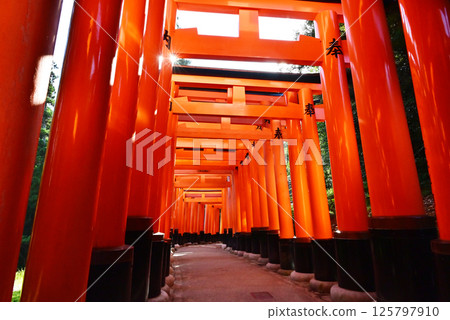 The Thousand Torii Gates of Fushimi Inari Taisha Shrine Scenery of Fushimi Inari Taisha Shrine Kyoto Tourist Spots The Thousand Torii Gates of Fushimi Inari Taisha Shrine Scenery of Fushimi Inari Taisha Shrine Kyoto Tourist Spots 125797910