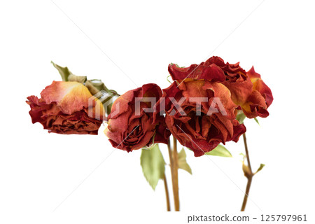 Close-up of dried red rose buds on white background. 125797961