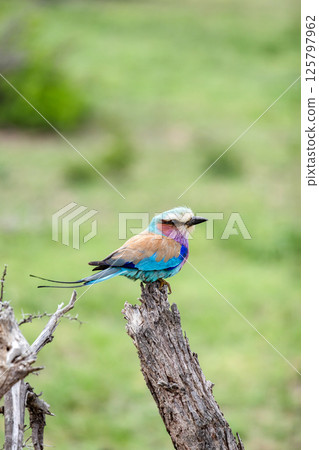European roller colorful Bird on dry branch, green background. South Africa, Kruger National Park safari. small bird blue pink orange color. Wildlife animal wallpaper. Common Roller, Coracias garrulus 125797962