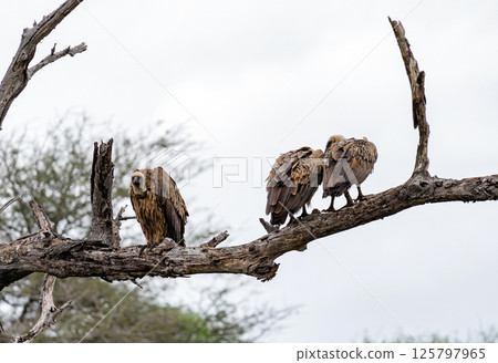 White-backed African vulture on dry branch in forest. Kruger National Park, South Africa. Animal wildlife bird background. Safari at savanna. Three birds on tree 125797965
