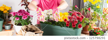 A 50-year-old woman gardening, transplanting colorful chrysanthemums into pots, decorating her balcony for autumn, banner 125798291