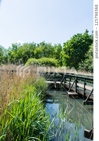 A wooden walkway over the water surrounded by greenery in bright sunlight at the London Wetlands Centre A wooden walkway over the water surrounded by greenery in bright sunlight at the London Wetlands Centre 125798368