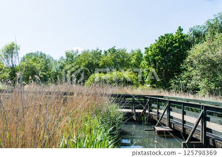 A wooden walkway over the water surrounded by greenery in bright sunlight at the London Wetlands Centre A wooden walkway over the water surrounded by greenery in bright sunlight at the London Wetlands Centre 125798369