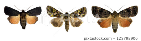 Vibrant moths with intricate patterns exhibit a range of colors. These insects, isolated against a neutral background, display their stunning details vividly. Vibrant moths with intricate patterns exhibit a range of colors. These insects, isolated against a neutral background, display their stunning details vividly. 125798906