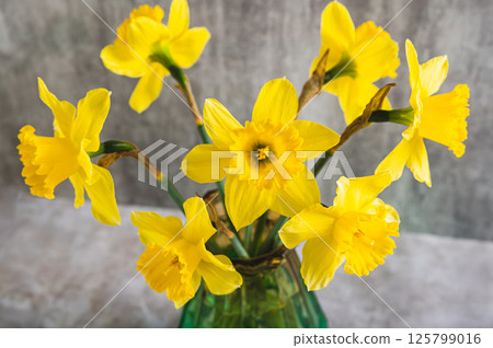 Close up of fresh spring flowers yellow daffodils in vase on grey table 125799016
