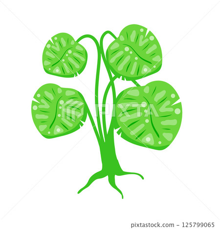 Green houseplant vector with tropical leaves. Flat style botanical illustration. Green houseplant vector with tropical leaves. Flat style botanical illustration. 125799065