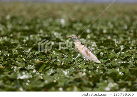 Bird on Lake Skadar, squacco heron 125799100