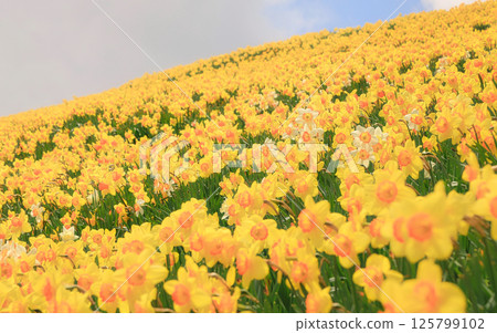 Daffodils blooming hill 125799102