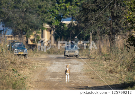 wild female spotted deer chital or axis deer roadblock showstopper tourist waiting in safari vehicles dhikala forest rest house in background jim corbett national park tiger reserve uttarakhand india 125799212