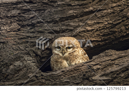 spotted owlet or Athene brama bird closeup portrait in safari at ranthambore national park forest reserve rajasthan india asia bird in his nest in tree trunk with eye contact in winter season safari 125799213