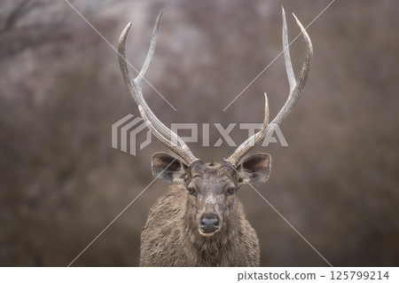 Wild alert male Sambar deer or Rusa unicolor closeup or portrait with large antlers long horn or stag with eye contact in safari at forest of india asia. largest deer of Indian subcontinent Wild alert male Sambar deer or Rusa unicolor closeup or portrait with large antlers long horn or stag with eye contact in safari at forest of india asia. largest deer of Indian subcontinent 125799214