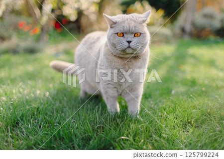 Scottish straight cat close up outdoor on lawn grass Scottish straight cat close up outdoor on lawn grass 125799224