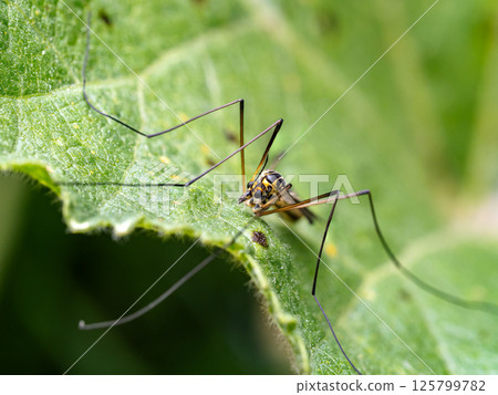 Crane fly on a garden plant Crane fly on a garden plant 125799782