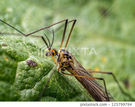 Crane fly on a garden plant 125799784