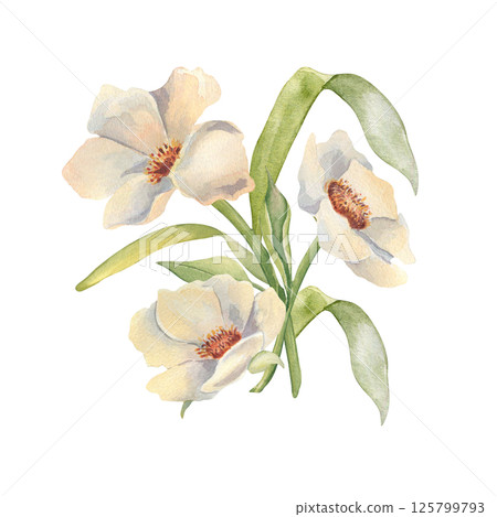 Soft white wild garden anemones and gentle greenery by watercolor illustration isolated. Flowers bunch of peonies and leaves pastel colors hand drawn for spring prints, scrapbooking, wedding design. Soft white wild garden anemones and gentle greenery by watercolor illustration isolated. Flowers bunch of peonies and leaves pastel colors hand drawn for spring prints, scrapbooking, wedding design. 125799793