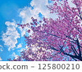 Blue sky, white clouds and Siberian cherry blossoms 125800210