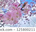 Blue sky, white clouds and Siberian cherry blossoms 125800211