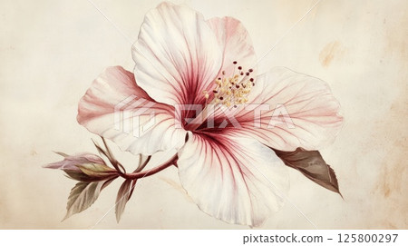 Delicate pink and white hibiscus flower on beige background. 125800297