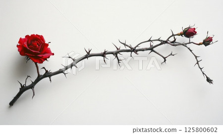 Single red rose with thorns and buds on a branch. 125800602
